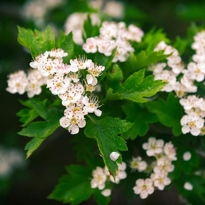 MagJo Naturals, Hawthorn Leaf and Flower (1 Pound), Wild-Crafted, Cut and Sifted, Dried Loose Leaf, Makes crisp cup of Hawthorn Tea, Hawthorne Leaves and Herb
