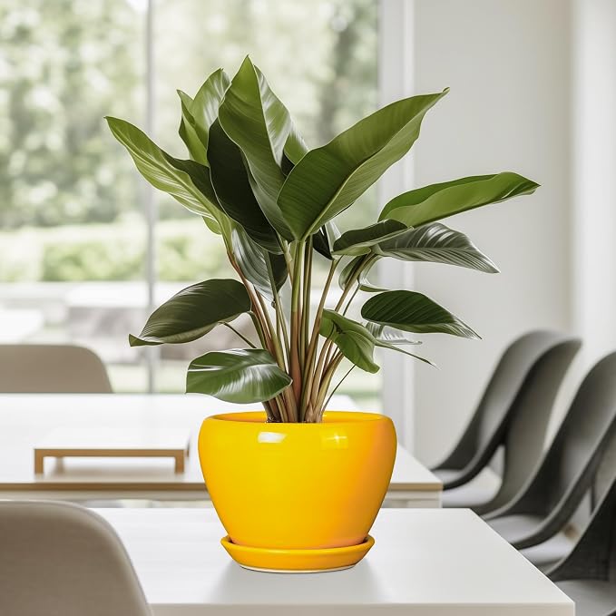 Ceramicfor Ceramic Pot for Plants - 6 Inch Plant Pot Glaze Modern Decorative Round Planter with Drainage Hole and Saucer for Home Patio Room Office House Decor, Yellow