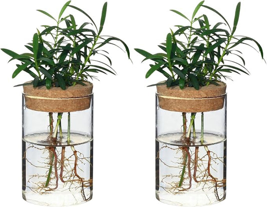 Separated Desktop Glass Flower Vases - Ideal Plants Propagation Stations for Living Room, Bedroom Decoration,Home Decor (2)