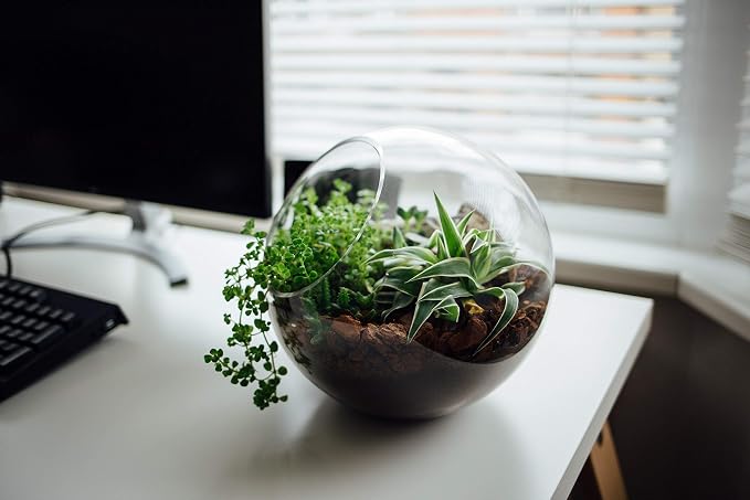 WGV Slant Cut Bowl Glass Vase, Width 5.5", Height 5.5", Clear Round Globe Planter Terrarium Orb, Candy Dish, Fruit Jar, Floral Container for Home Office Decor, 1 Piece