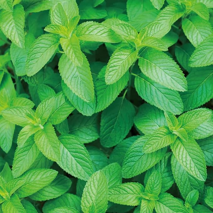 Aromatics International Spearmint Hydrosol 100ml | Fresh Herbaceous Minty Natural Aromatic Mist for Home, Mood & Daily Use
