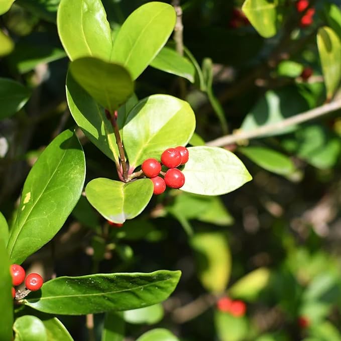 Jovvily Uva Ursi Leaves, Dried Whole Bearberry, Herbal Tea (4 Ounces)