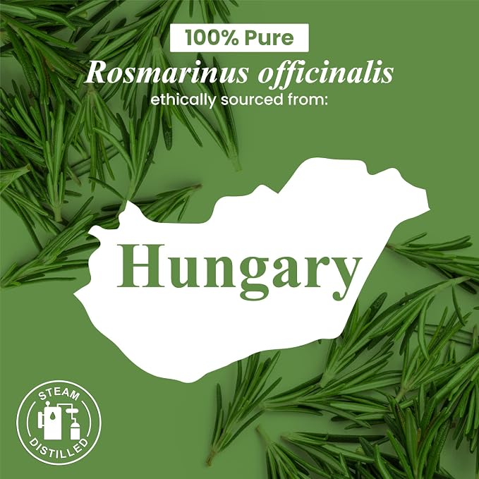 Handcraft Blends Clean & Herbal Set: Rosemary and Tea Tree Essential Oils – (2 x 4 Fl Oz) – 100% Pure & Natural – for Diffuser, Aromatherapy, and DIY Projects