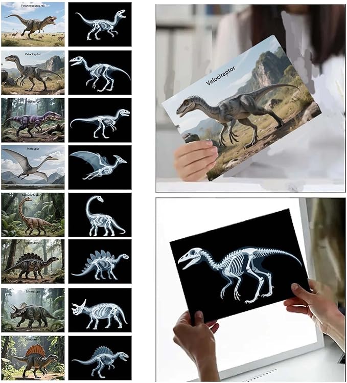 16 Animal X-Ray Set, Educational Science Kit for Kids to Explore Bone Structures for Lightstand Accessories, Light and Shadow Areas (Dinosaur Series)