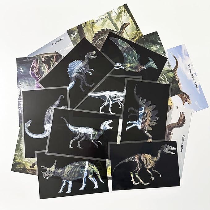 16 Animal X-Ray Set, Educational Science Kit for Kids to Explore Bone Structures for Lightstand Accessories, Light and Shadow Areas (Dinosaur Series)