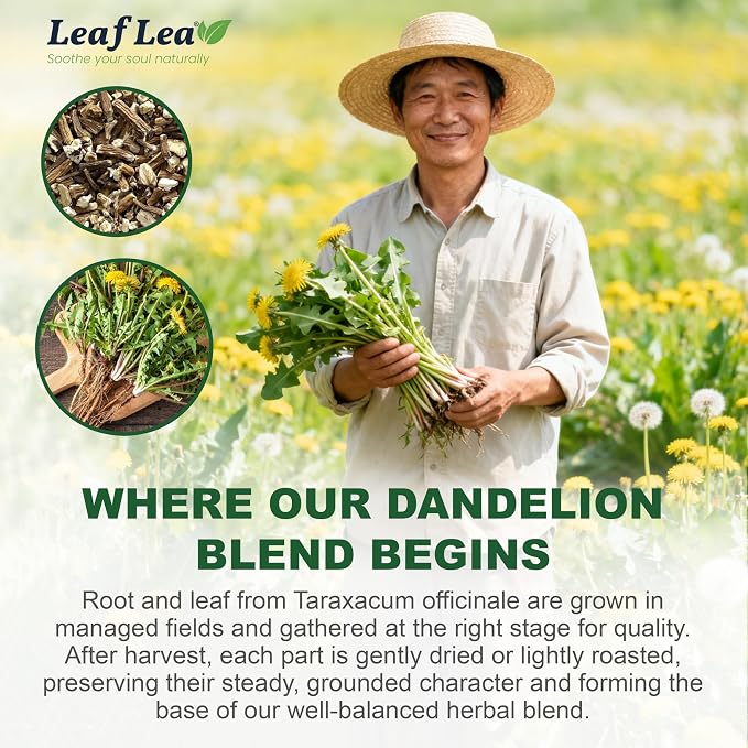 LeafLea Dandelion Root & Leaf Tea Bags, Caffeine-Free, No Sugar, 240 Count | 100% natural herbal tea blend. Sugar-free, Bulk pack. Individually wrapped for freshness. Te de Diente de Leon.