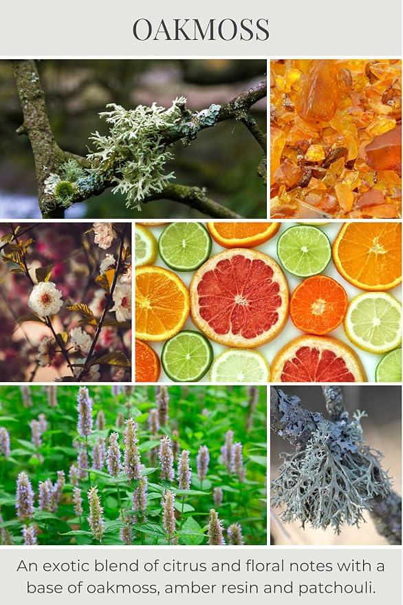 Eco Candle Co. Oakmoss Tea Light Candles, 10-Pack, 9 Hr Burn Time | Scents of Citrus, Floral, Oakmoss, & Patchouli, Recyclable, No Lead, Hand Poured, Made from Midwest Grown Soybeans, .6 oz. Ea