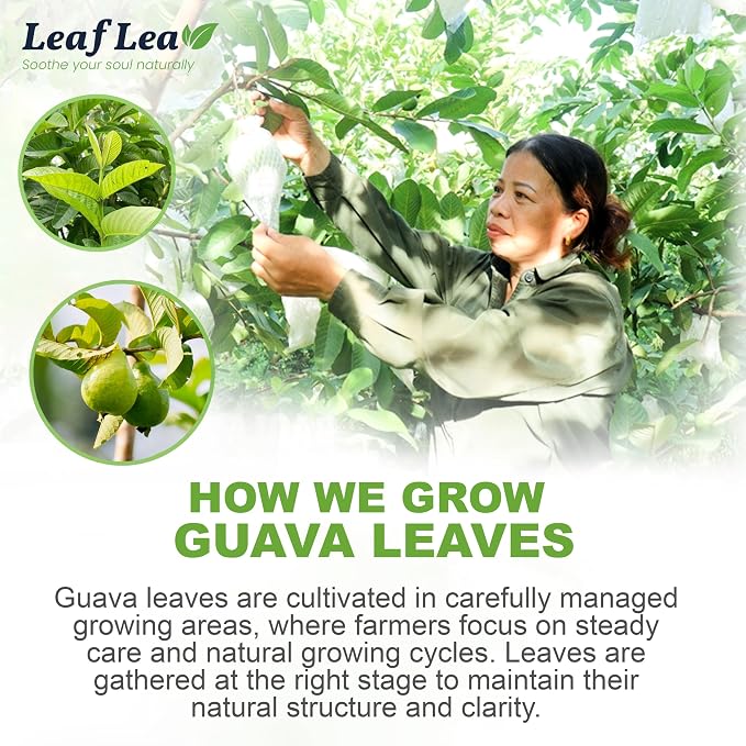 LeafLea Guava Leaf Tea Bags, Guava Leaves Tea, Caffeine-Free, 120 Count | Smooth, Mellow Guava Leaves Tea For Everyday Sipping — Foil-Wrapped Freshness, Sugar-Free, 120 Bags In A 3-Box Value Pack