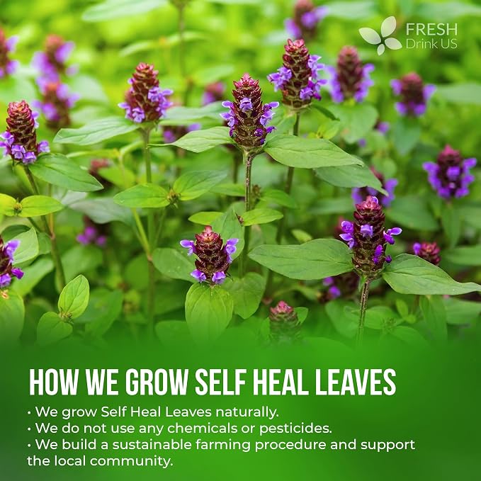 FreshDrinkUS, Premium Self Heal Leaves Loose Leaf Tea – 4oz (113g) Cut & Dried Herbal Leaves | Naturally Aromatic | Caffeine-Free Herbal Infusion | 100% Natural Loose Leaves. Preservative-Free. Vegan