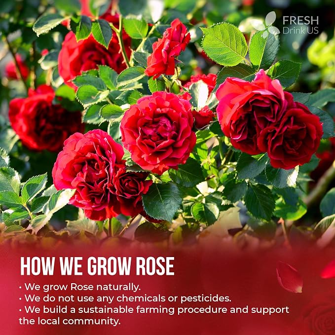FreshDrinkUS, Premium 16oz Dried Rose Petals, 100% Natural & Pure, Herbal Tea, Daily Infusion Botanical, No Sugar, No Caffeine, No Gluten, Vegan. Rich in Antioxidants.
