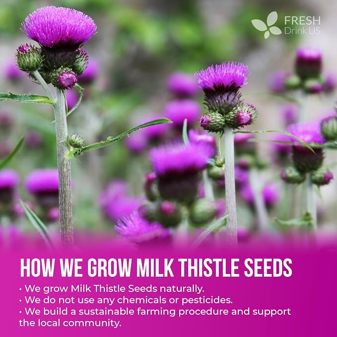 FreshDrinkUS, Premium 16oz Milk Thistle Seeds, 100% Natural & Pure, Herbal Tea, Daily Infusion Botanical, No Sugar, No Caffeine, No Gluten, Vegan. Rich in Antioxidants