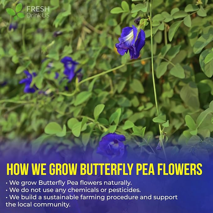 FreshDrinkUS, Premium 150 Butterfly Pea Flower Tea Bags, 100% Natural & Pure, Herbal Tea, Daily Infusion Botanical, No Sugar, No Caffeine, No Gluten, Vegan. Rich in Antioxidants