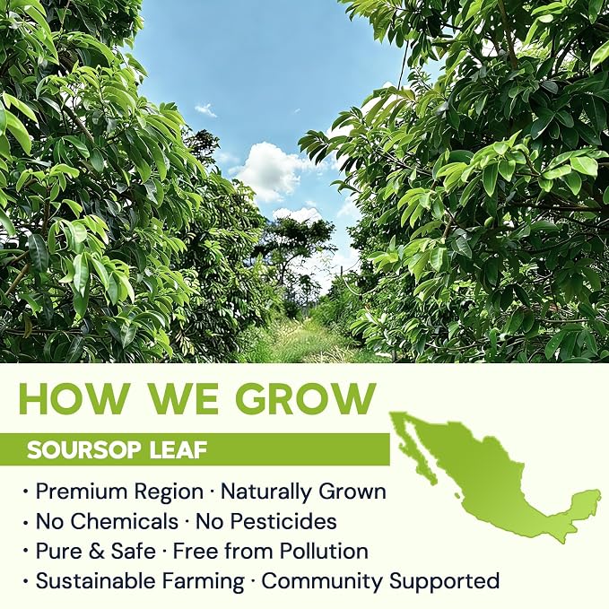 Soursop Leaf Herbal Tea (Graviola) - Caffeine & Sugar Free, 80 Teabags