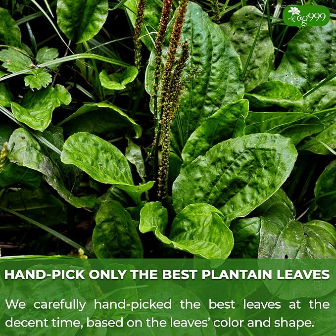 TOG999 Premium 60 Tea Bags Plantain Leaf Tea, 100% Natural Plantain Leaves, Herbal Tea for Daily Wellness, No Additives, Caffeine Free, No Sugar, Non-GMO, Gluten Free