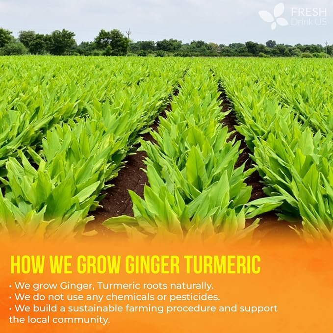 FreshDrinkUS, Premium 210 Ginger Turmeric Tea Bags, 100% Natural Ingredients, Hand-made Blend of Ginger and Turmeric Herbal Tea, Eco-conscious Tea Bags. No Sugar, No Caffeine, No Gluten, Vegan.