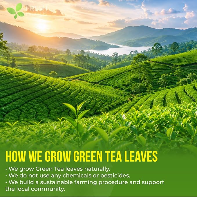 FreshDrinkUS, Premium 175 Green Tea Bags, 100% Natural & Pure from Green Tea Leaves. Loose Leaf Green Tea Herbal Tea. Made with Natural Material Tea Bags. No Sugar, No Gluten, Vegan.