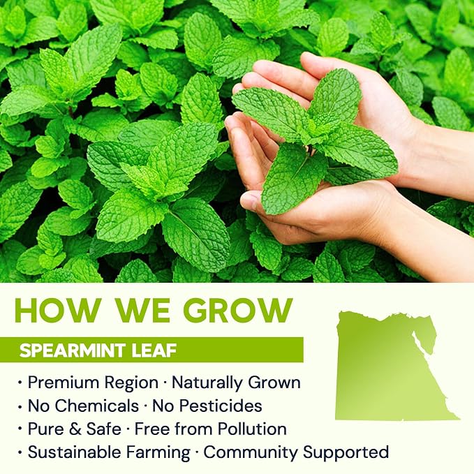Spearmint Leaf Herbal Tea - Caffeine Free, 120 Teabags