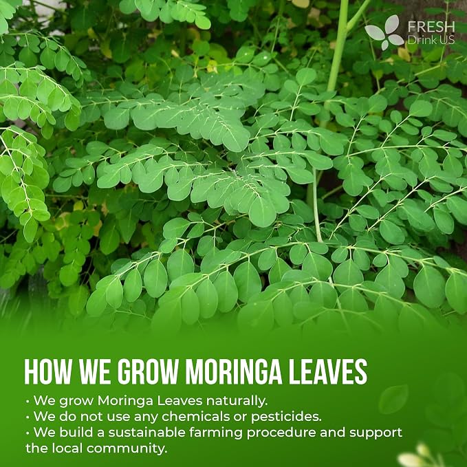 FreshDrinkUS, Premium 75 Moringa Tea Bags, 100% Natural & Pure, Herbal Tea, Made with Natural Materials-Corn Fiber Tea Bags, Sugar/Gluten Free. Rich in Antioxidants and Vitamins.