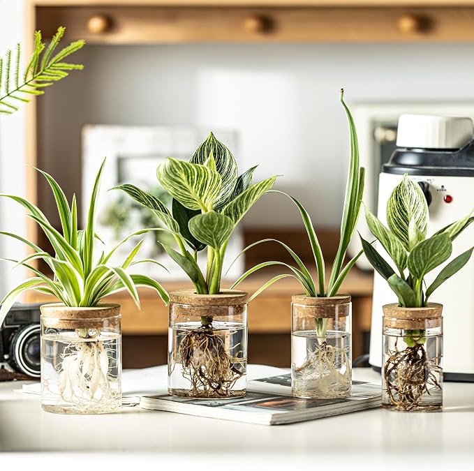 Glass Plant Propagation Stations for Plants – Set of 12(6 Large & 6 Small) Hydroponic Vases for Plant Cuttings,Flower Arrangements, Home & Office Decor–Desktop Vases for Living Room, Bedroom (12)