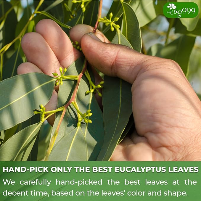 TOG999, Premium 100 Eucalyptus Leaf Tea Bags, 100% Natural & Pure Eucalyptus Leaves. Loose Leaf Eucalyptus Herbal Tea. Eucalyptus Leaf Tea. No Sugar, No Caffeine, No Gluten, Vegan.
