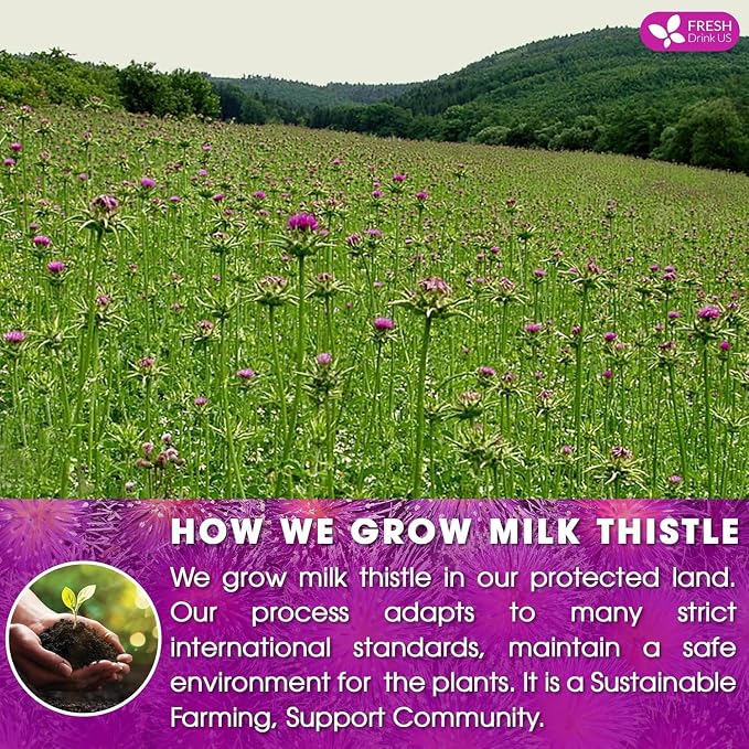 Premium 135 Milk Thistle Tea Bags, 100% Natural & Pure from Milk Thistle Seeds. Made with Natural Material Tea Bags. No Sugar, No Caffeine, No Gluten, Vegan, Promote Cleansing & Wellness - With Antioxidants & Minerals
