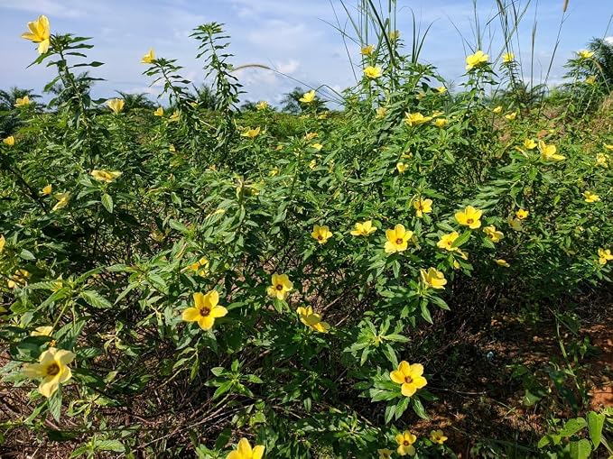 Mexican Damiana Tea – Hojas de Damiana (Turnera diffusa) – 100% Natural Herbal Tea | Wild-Harvested, Sun-Dried Premium Leaves and Stems | Authentic Mexican Herbal Blend | Relaxation & Wellness Support | Net Wt. 113 g (4 oz)