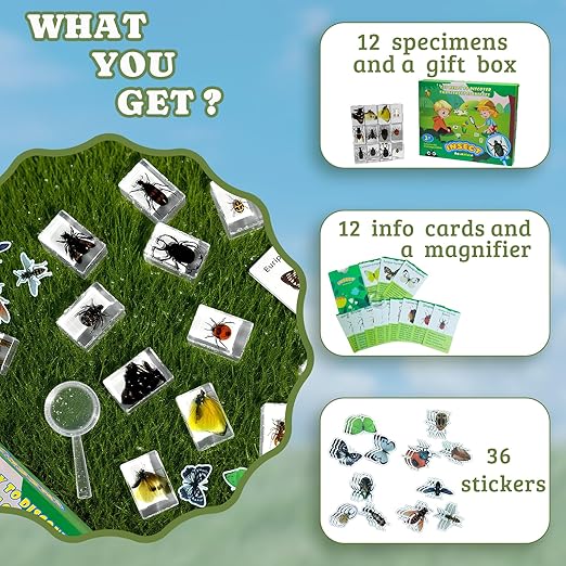 Insect in Resin Specimen, 12 PCS Scientific Educational Bugs Collection, Science Classroom Preschool Display, Real Specimens of Butterflies Beetles Preserved, Stickers, Oddities(Total 61pcs)