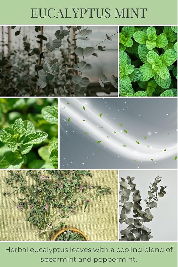 Eco Candle Co. Eucalyptus Mint Tea Light Candles, 10-Pack, 9 Hr Burn Time | Scents of Eucalyptus, Spearmint, & Peppermint - Recyclable, No Lead, Hand Poured, Midwest Grown Soybeans, .6 oz. Each