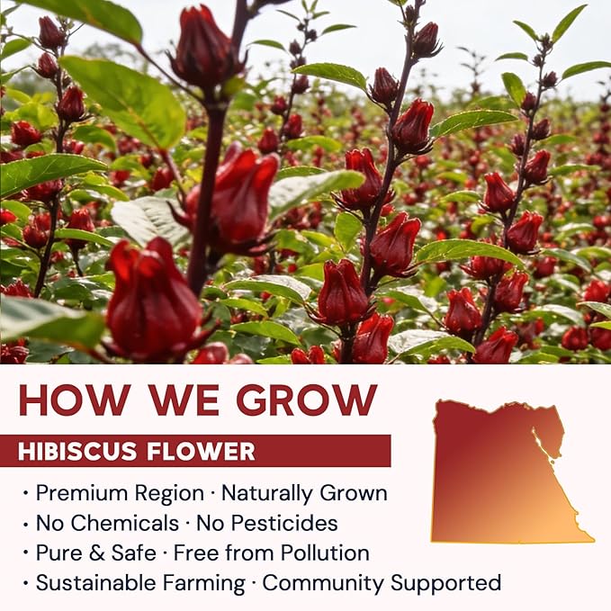 Hibiscus Tea Bags, Hibiscus Flower Herbal Tea - Rich in Vitamin C, Caffeine Free,Sugar Free, 100 Teabags