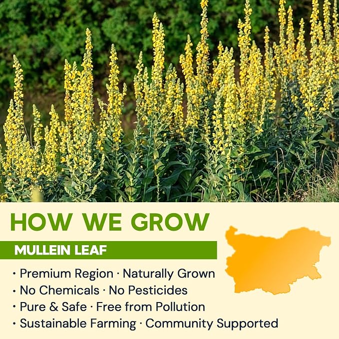 Mullein Leaf Tea Bags for Lung Support, 80 Tea Bags, Herbal Tea from Mullein Leaves, Caffeine Free, No Sugar