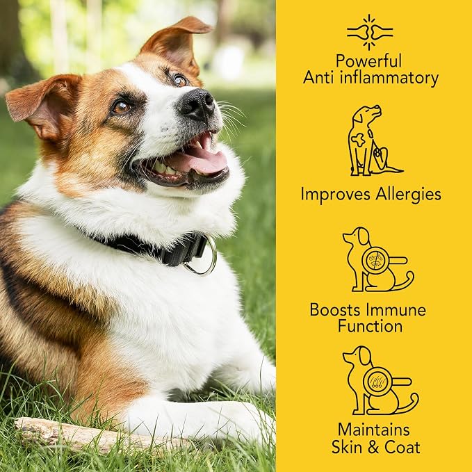 Yeast Infection Treatment for Dogs, Natural Dog Yeast Infection Relief for Itchy Skin & Ear, with Multivitamins Probiotics, Bacon Flavor Liquid Supplement for All Breeds, 2 FL OZ ﻿