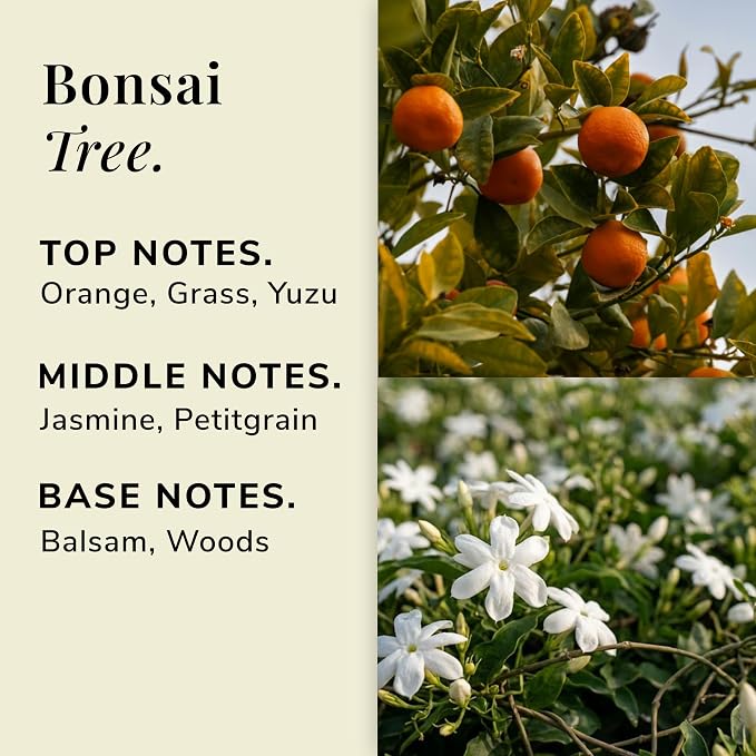 Bonsai Tree Aromatherapy Candle – Orange, Yuzu & Balsam Scented Candle, Plant-Based Wax, Mini 2.8 oz, 15 Hour Burn Time, Fresh & Uplifting Candle