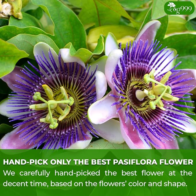 TOG999, Premium 60 Pasiflora Pasion Flower Tea Bags, 100% Natural & Pure. Herbal Tea. No Sugar, No Caffeine, No Gluten, Vegan. (60 Bags Passiflora Flower)