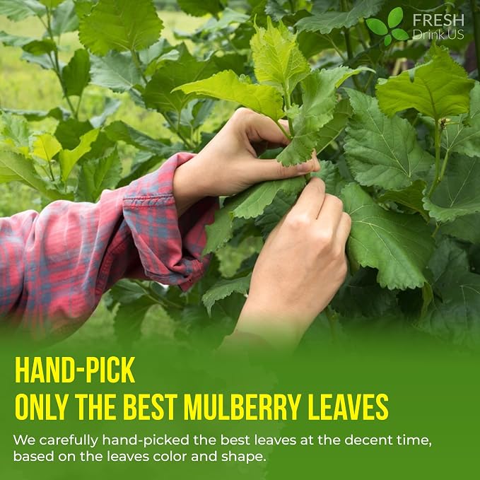 FreshDrinkUS, Premium 50 Mulberry Leaf Tea Bags, 100% Natural & Pure from Mulberry Leaves. Herbal Tea. Made with Natural Material Tea Bags. No Sugar, No Caffeine, No Gluten, Vegan.