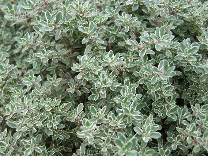 ArOmis Organic Thyme Essential Oil - 100% Pure Therapeutic Grade - Undiluted, Premium Oil - 150 Micron Filtered, Perfect for Aromatherapy Diffusers (30ml / 1 fl oz)