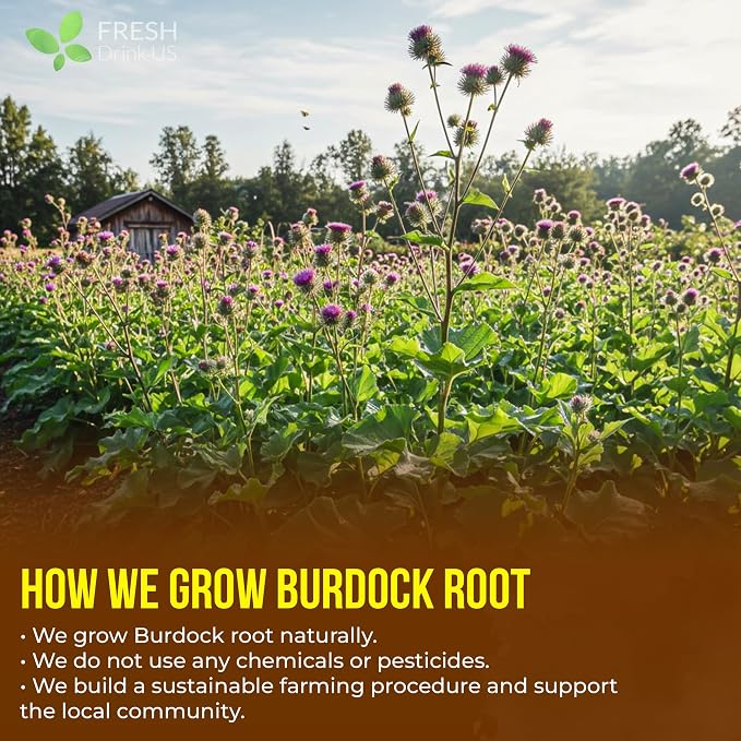 FreshDrinkUS, Premium 75 Burdock Root Tea Bags, 100% Natural & Pure, Herbal Tea. Made with Natural Material Tea Bags. No Sugar, No Caffeine, No Gluten, Vegan.
