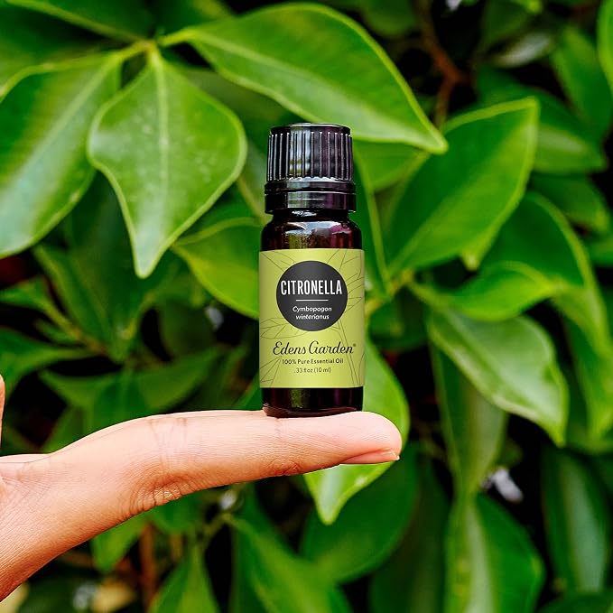Edens Garden Citronella Essential Oil- 100% Pure Premium Grade, Undiluted, Natural, Therapeutic, Aromatherapy, The Best for Diffuser, Skin, Candle, Kid Safe 10 ml (.33 fl oz)