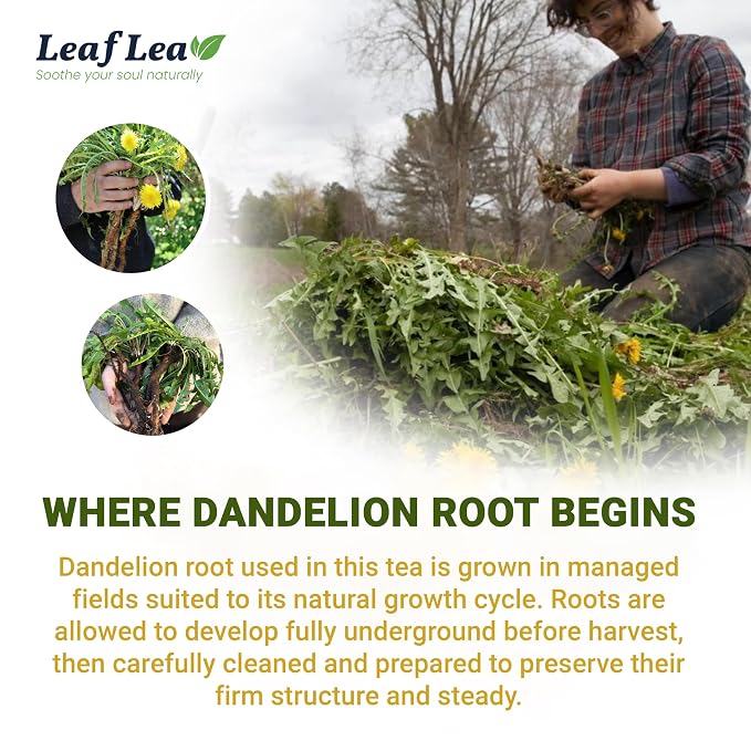 LeafLea Dandelion Root Tea Bags, 240 Count, Natural Dandelion Herbal Tea Blend, Natural Dried Dandelion Root, Caffeine-Free, Sugar-Free, Vegan, Sealed for Fresh Flavor, Pack of 6