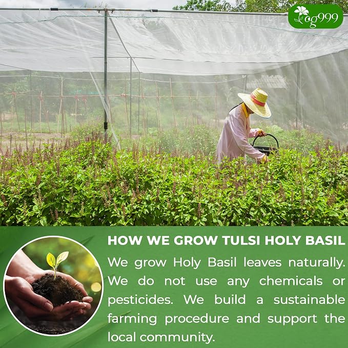 TOG999, Premium 120 Holy Basil Leaf Tea Bags, 100% Natural & Pure Holy Basil Leaves. Loose Leaf Holy Basil Herbal Tea. Holy Basil Leaf Tea. No Sugar, No Caffeine, No Gluten, Vegan.