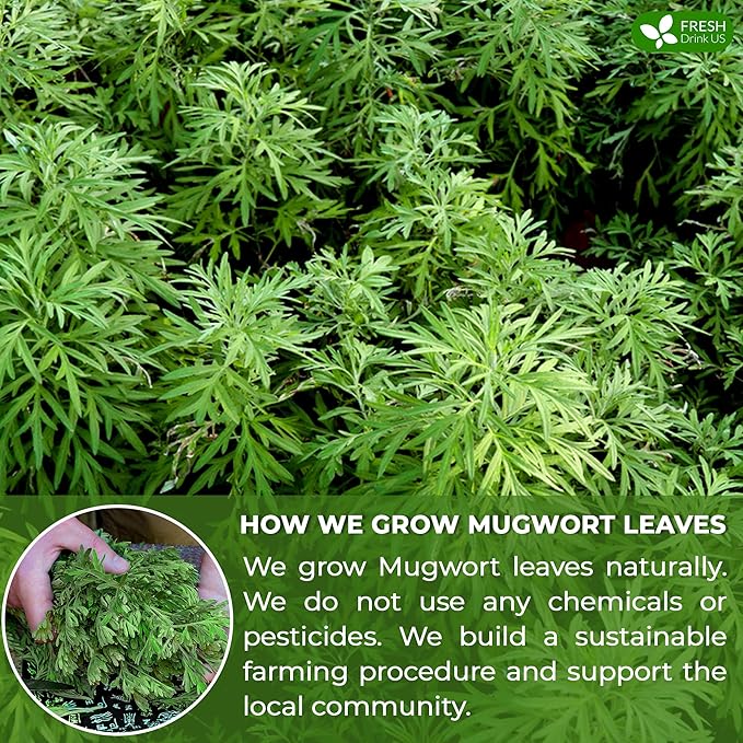 FRESHDRINKUS, Premium 120 Mugwort Leaf Tea Bags, 100% Natural and Pure Mugwort Leaves. No Sugar, No Caffeine, No Gluten, Vegan.