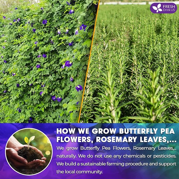 FreshDrinkUS, Clarity Calm Butterfly Pea Flower Tea – 60 Tea Bags Herbal Blend of Butterfly Pea Flower, Rosemary, Moringa, Lemongrass & Licorice Root – Caffeine-Free. Sugar-Free. Gluten-Free. Vegan