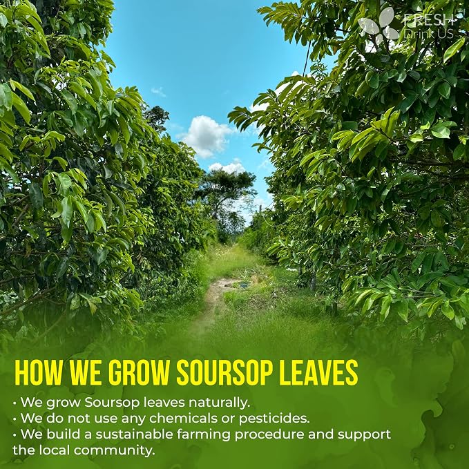 FreshDrinkUS, 105 Premium Soursop Graviola Leaf Tea Bags, The Finest Soursop Tea, 100% Natural and Pure, Handmade, Made With Natural Materials-Corn Fiber Tea Bag, Sugar/ Caffeine/ Gluten Free, Hoja Guanabana Tea