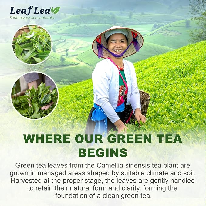 LeafLea Premium Green Tea Bags, Daily Wellness & Uplifting, 80 Count | Pure Green Tea Leaves, Bright And Mild Flavor, Caffeinated, Sugar-Free, Non-GMO, Vegan, Individually Wrapped, 2 Pack