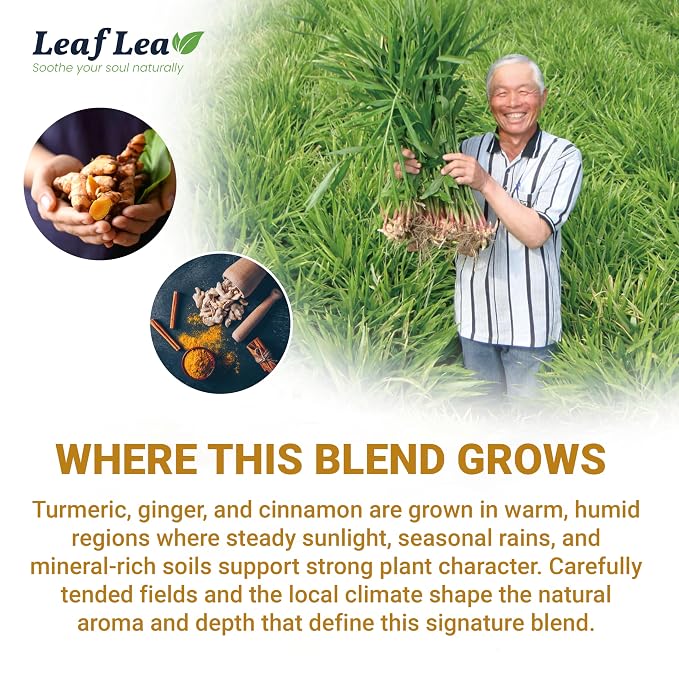 LeafLea Turmeric Ginger Tea Bags, Digestion & Immune Support, 240 Count | 100% Natural Herbal Blend With Cinnamon, Warm And Spicy Flavor, Caffeine-Free, Sugar-Free, Non-GMO, Convenient 6 Pack
