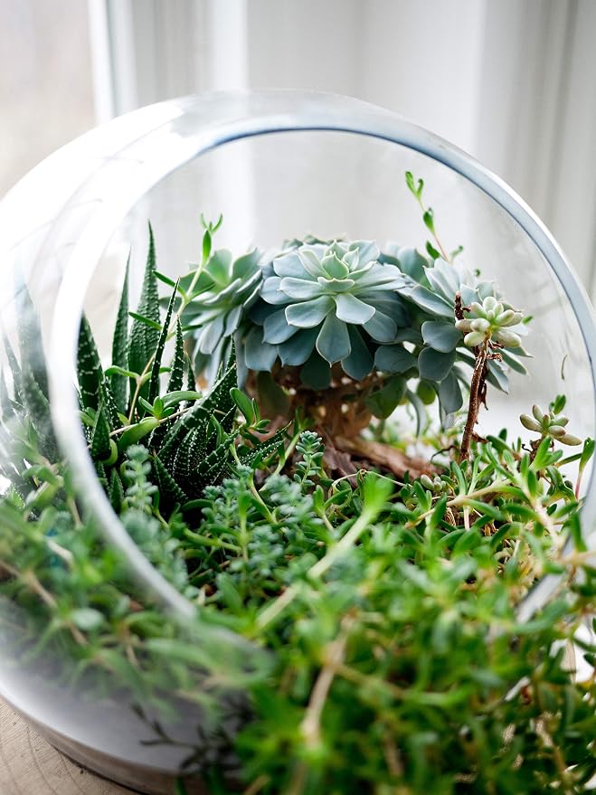 WGV Slant Cut Bowl Glass Vase, Width 9", Height 9", Clear Round Globe Planter Terrarium Orb, Candy Dish, Fruit Jar, Floral Container for Home Office Decor, 1 Piece