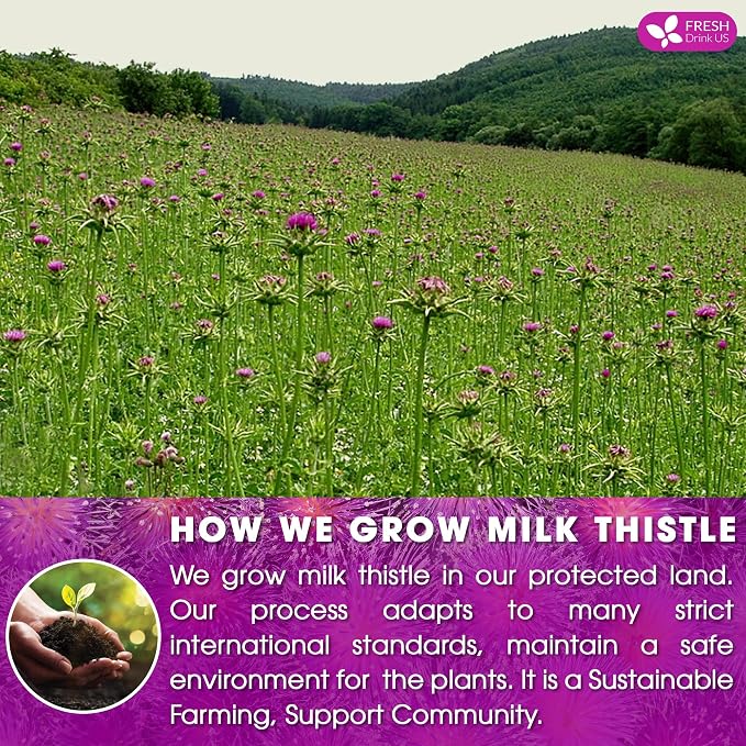 FreshDrinkUS, Premium 30 Milk Thistle Tea Bags, 100% Natural & Pure from Milk Thistle Seeds. Milk Thistle Seed Herbal Tea. Made with Natural Material Tea Bags. No Sugar, No Caffeine, No Gluten, Vegan.