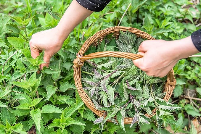 Nettle Tea - 8Oz (REAL WILD HARVEST) | 100% USDA Certified ORGANIC | Loose Leaf (Urtica Dioica aka Stinging Nettle) Cut & Sifted