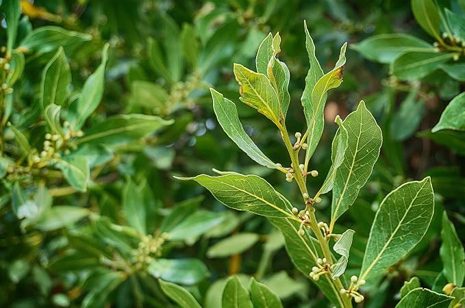ArOmis Laurel Leaf (Bay Laurel) Essential Oil - 100% Pure & Undiluted for Aromatherapy & Diffusers - 30ml (1 Fl Oz)