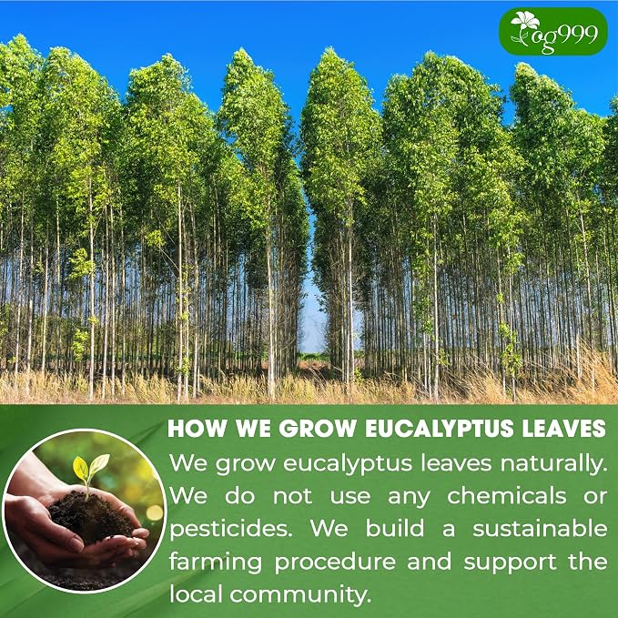 TOG999, Premium 100 Eucalyptus Leaf Tea Bags, 100% Natural & Pure Eucalyptus Leaves. Loose Leaf Eucalyptus Herbal Tea. Eucalyptus Leaf Tea. No Sugar, No Caffeine, No Gluten, Vegan.