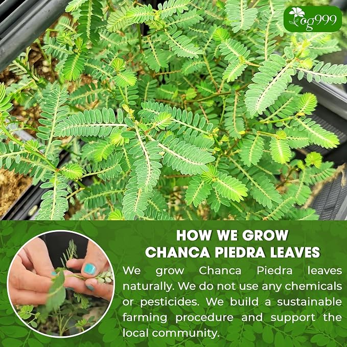 TOG999, Premium 60 Chanca Piedra Leaf Tea Bags, 100% Natural & Pure from Chanca Piedra Leaves. Loose Leaf Chanca Piedra Herbal Tea. Made with Natural Material Tea Bags. No Sugar, No Caffeine, No Gluten, Vegan.